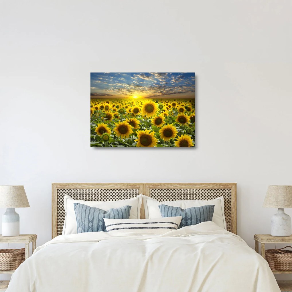 Sklenený obraz - Slnečnica pri západe slnka (70x50 cm)