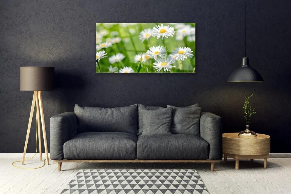 Skleneny obraz Sedmokráska kvet rastlina 140x70 cm