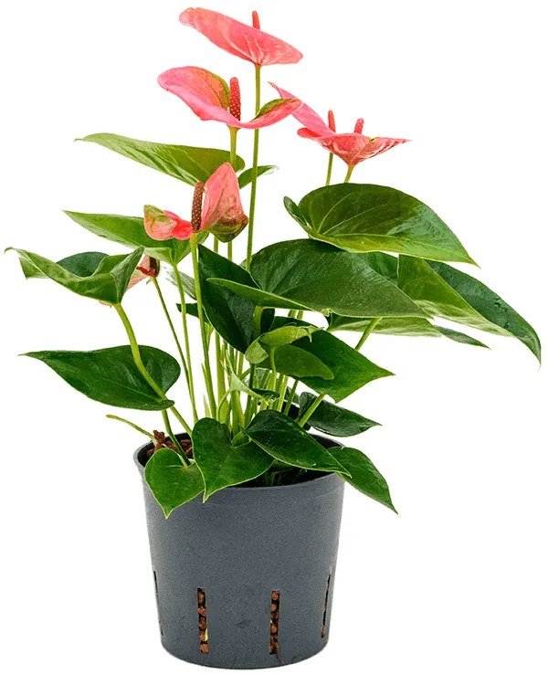 Anthurium andraeanum sweet dream bush pink 13/12 v. 30 cm