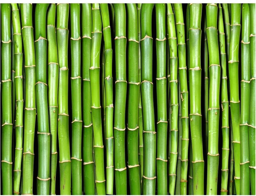 Fototapeta bambusová stena - Bamboo wall