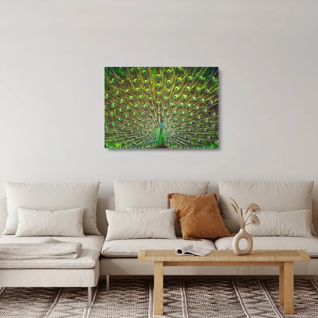 Sklenený obraz - Páv (70x50 cm)