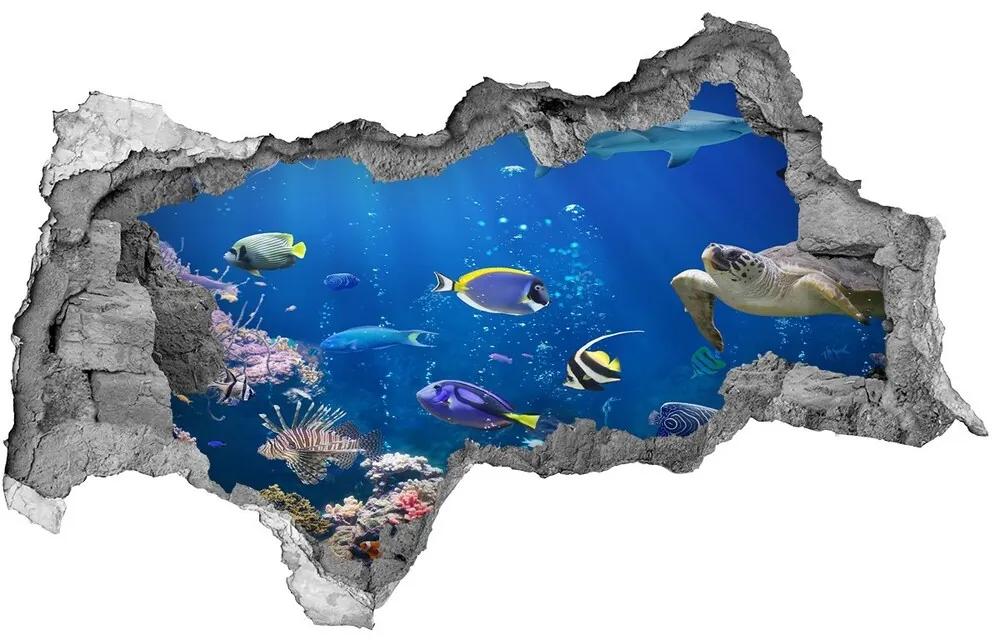 Diera 3D fototapeta nástenná Koralový útes nd-b-161347812