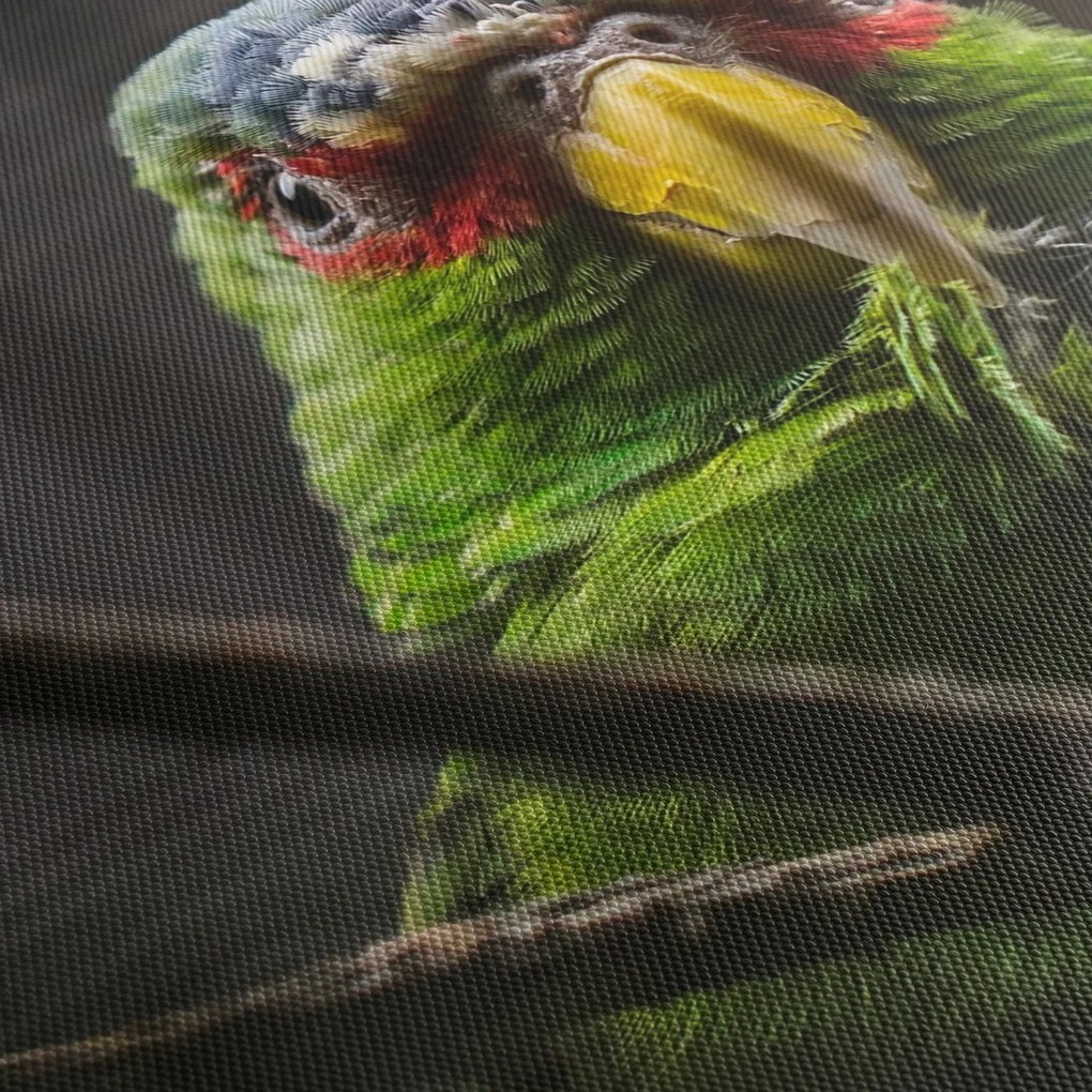 Obraz papagája (150x105 cm)