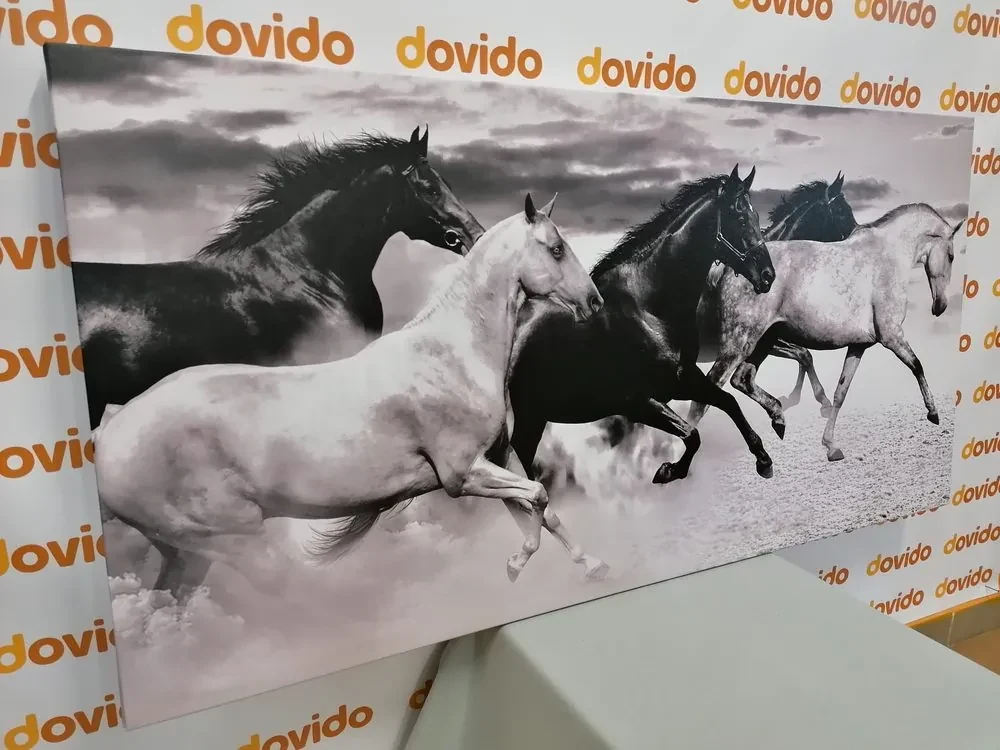Obraz stádo koní v čiernobielom prevedení