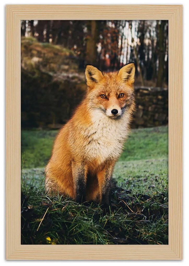 Gario Plagát Líška v lese Farba rámu: Bez rámu, Rozmery: 40 x 60 cm