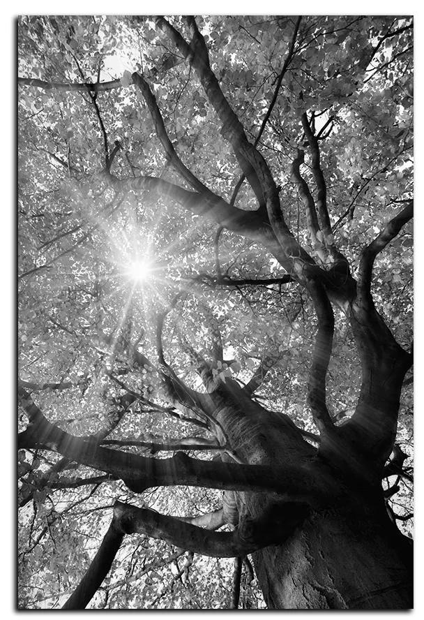 Obraz na plátne - Slnko cez vetvi stromu - obdĺžnik 7240QA (100x70 cm)