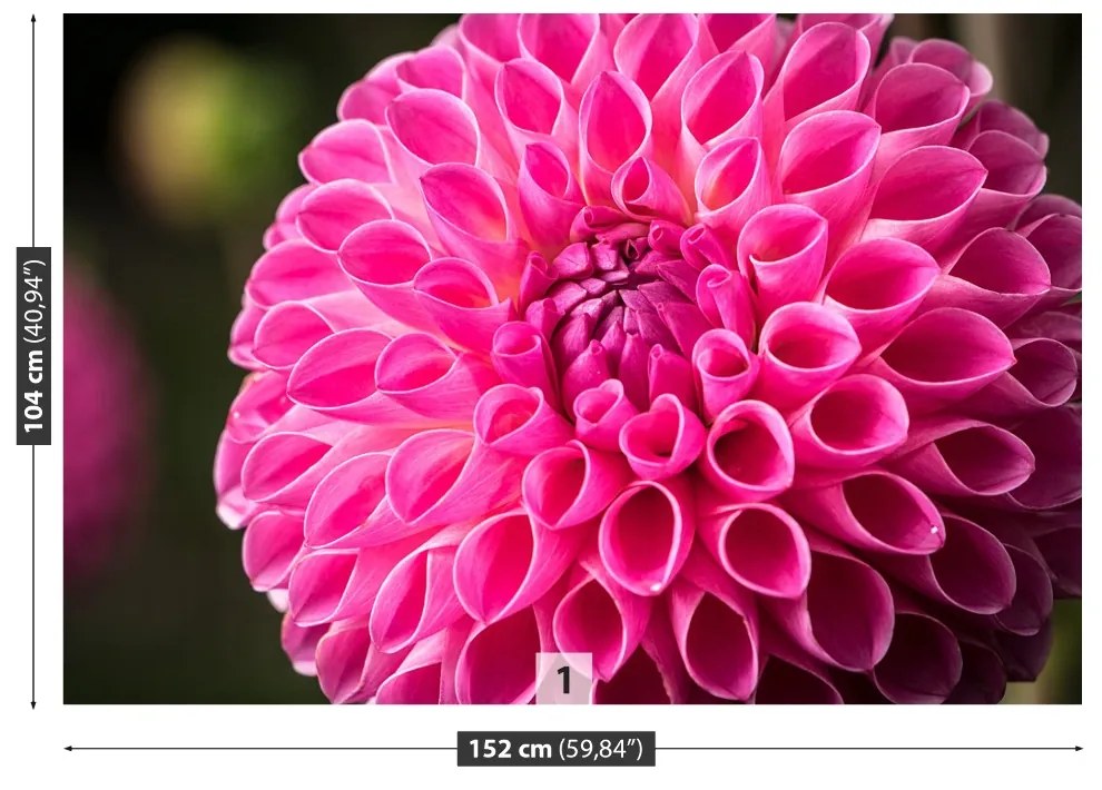 Fototapeta Vliesová Dahlia pink 208x146 cm