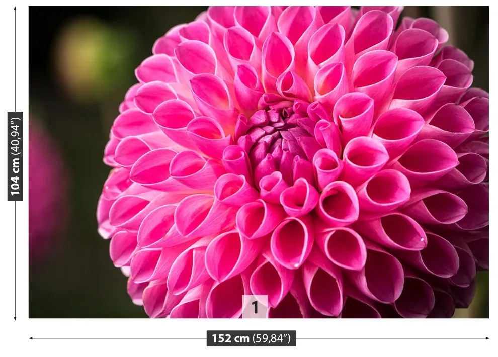 Fototapeta Vliesová Dahlia pink 416x254 cm