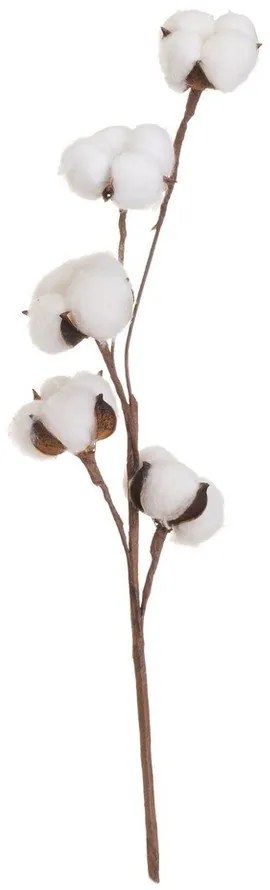 Sušená rastlina (výška 55 cm) Cotton – Casa Selección