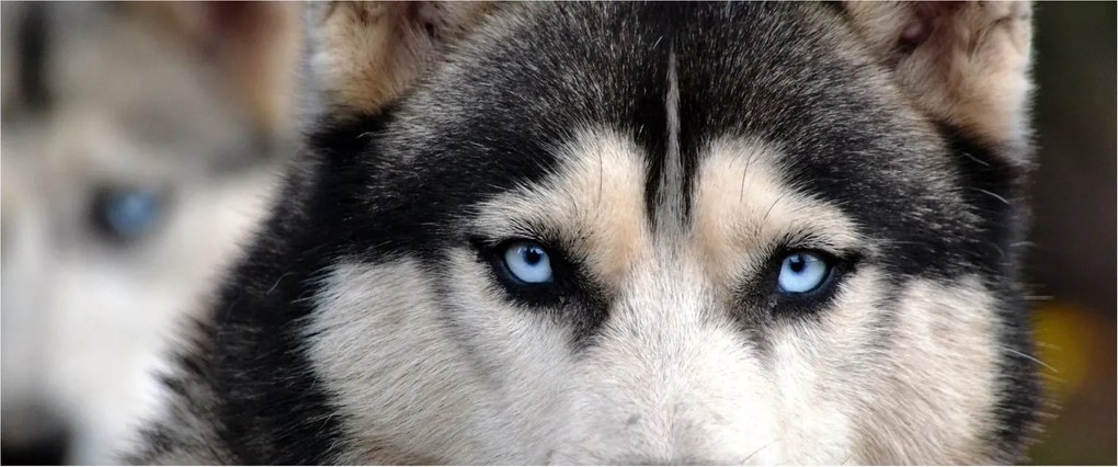 Obraz psa husky (120x50 cm)