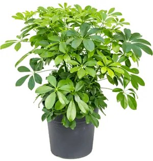 Schefflera arboricola "Compacta" Bush 27x65 cm