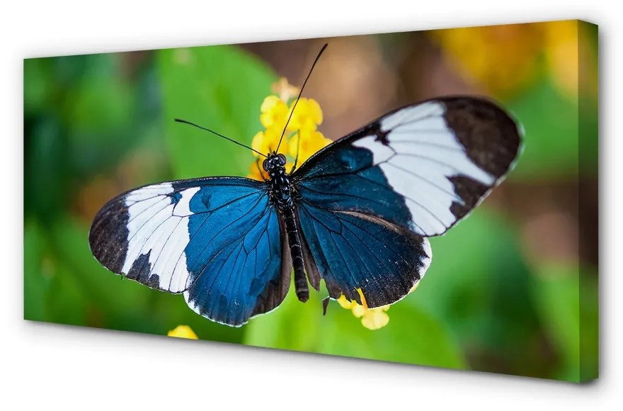 Obraz na plátne Farebný motýľ na kvety 100x50 cm