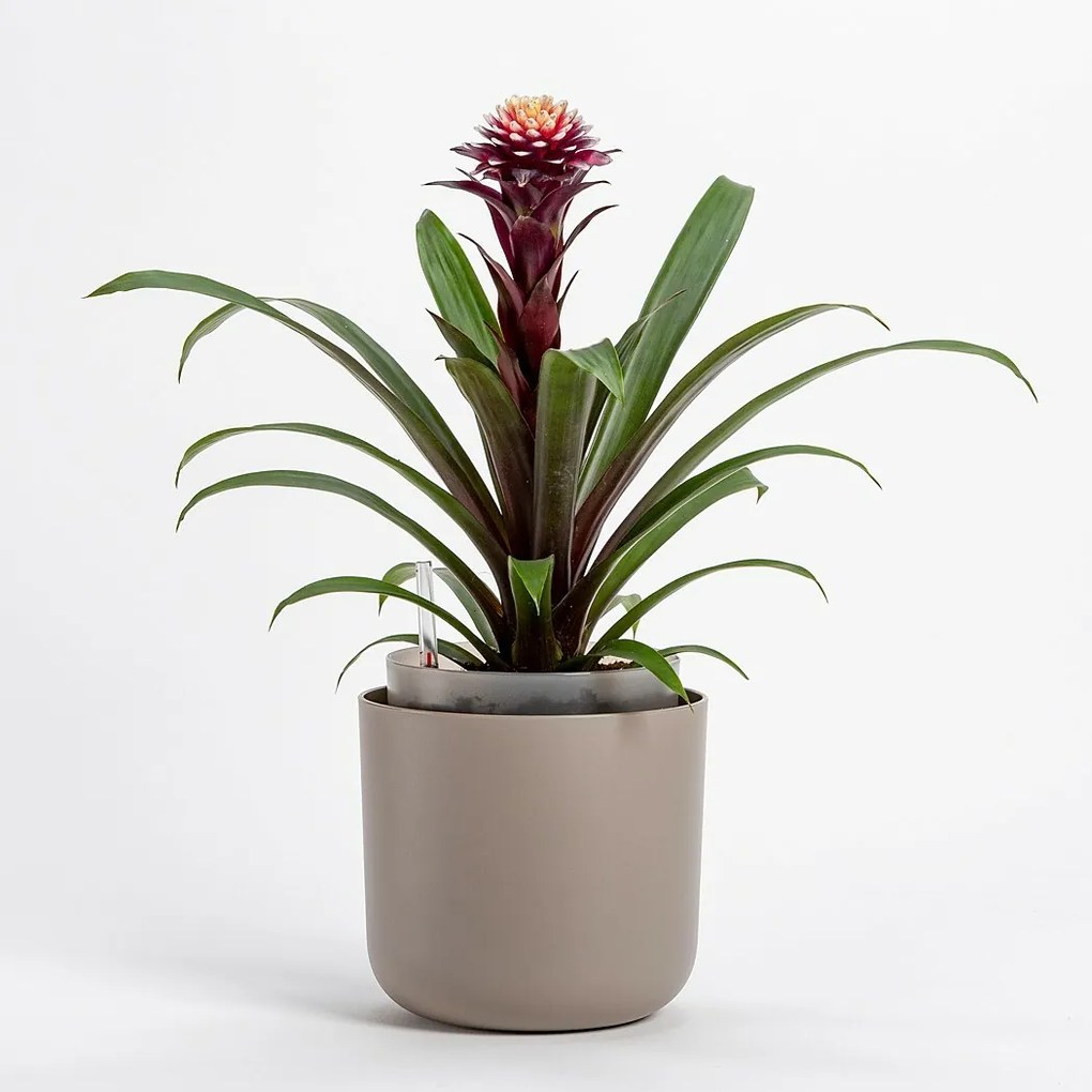 Plastia Samozavlažovací kvetináč Tolita hnedá, pr. 19 cm, pr. 19 cm