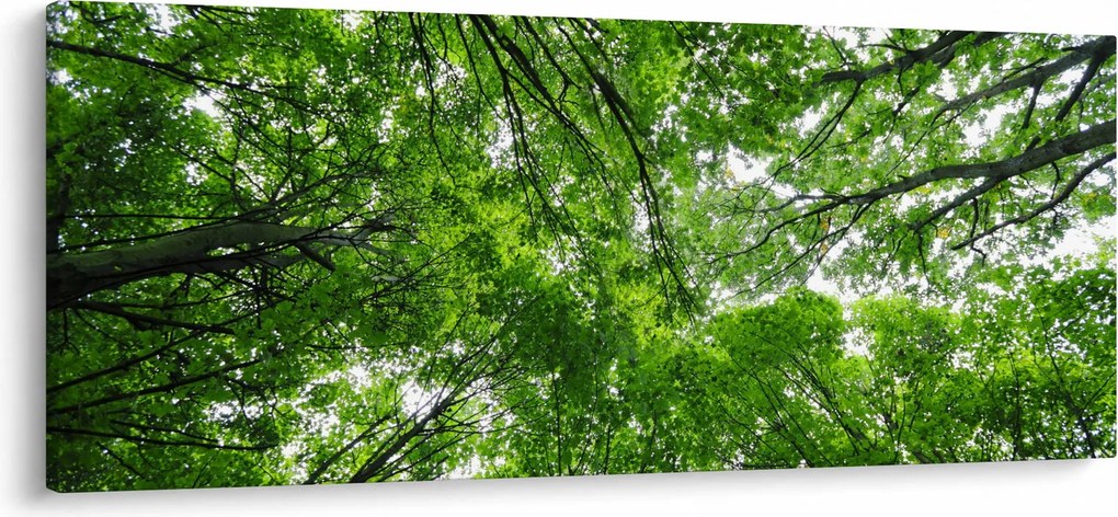 Obraz - Pohľad do korún stromov (120x50 cm)