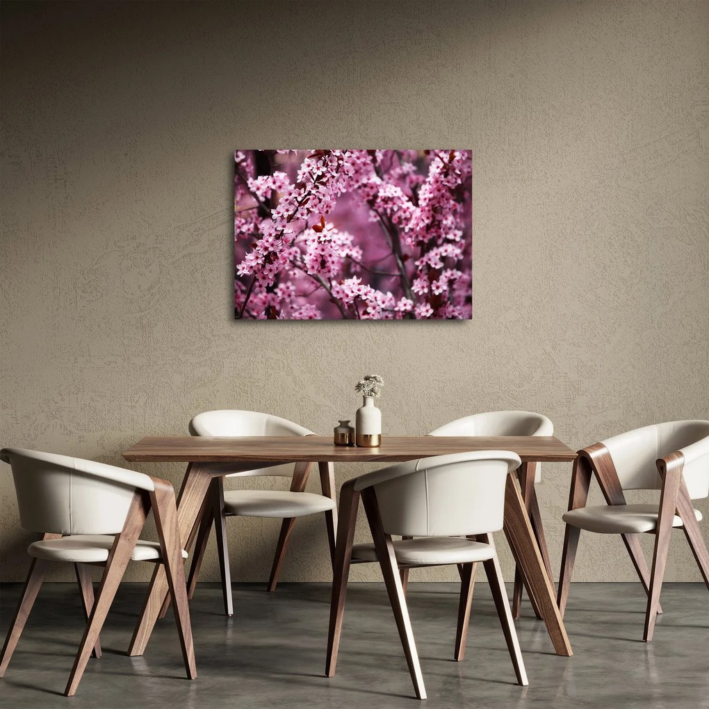 Obraz - Ružová sakura (70x50 cm)