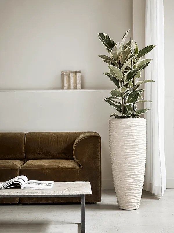 Ficus elastica tineke 30x150 cm