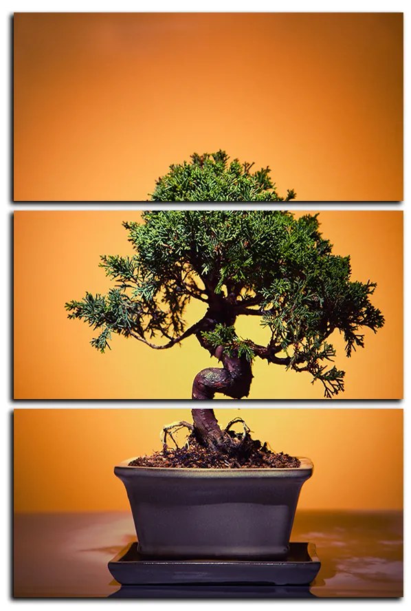 Obraz na plátne - Bonsai - obdĺžnik 7244B (105x70 cm)