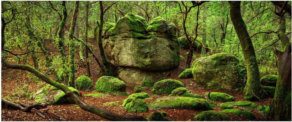 Obraz čarovného lesa (120x50 cm)