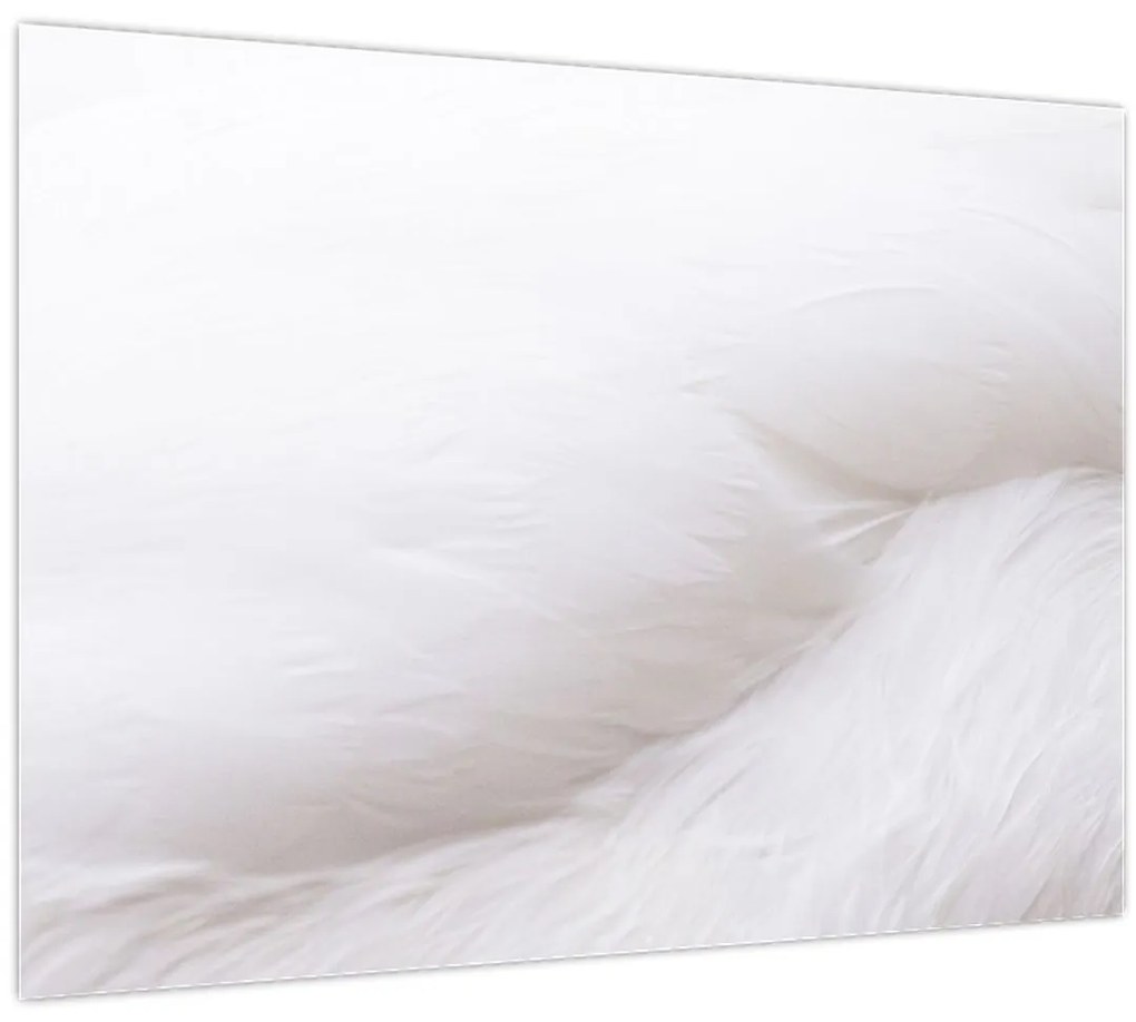 Sklenený obraz - Biele pierko (70x50 cm)