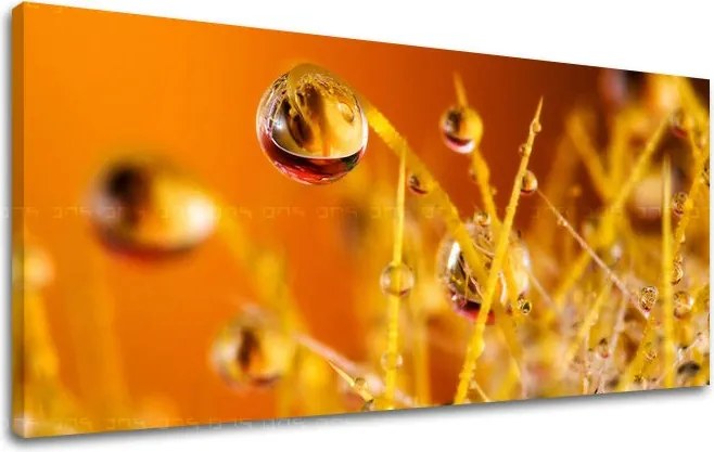 Obraz na stenu PANORÁMA RASTLINY RA002E13