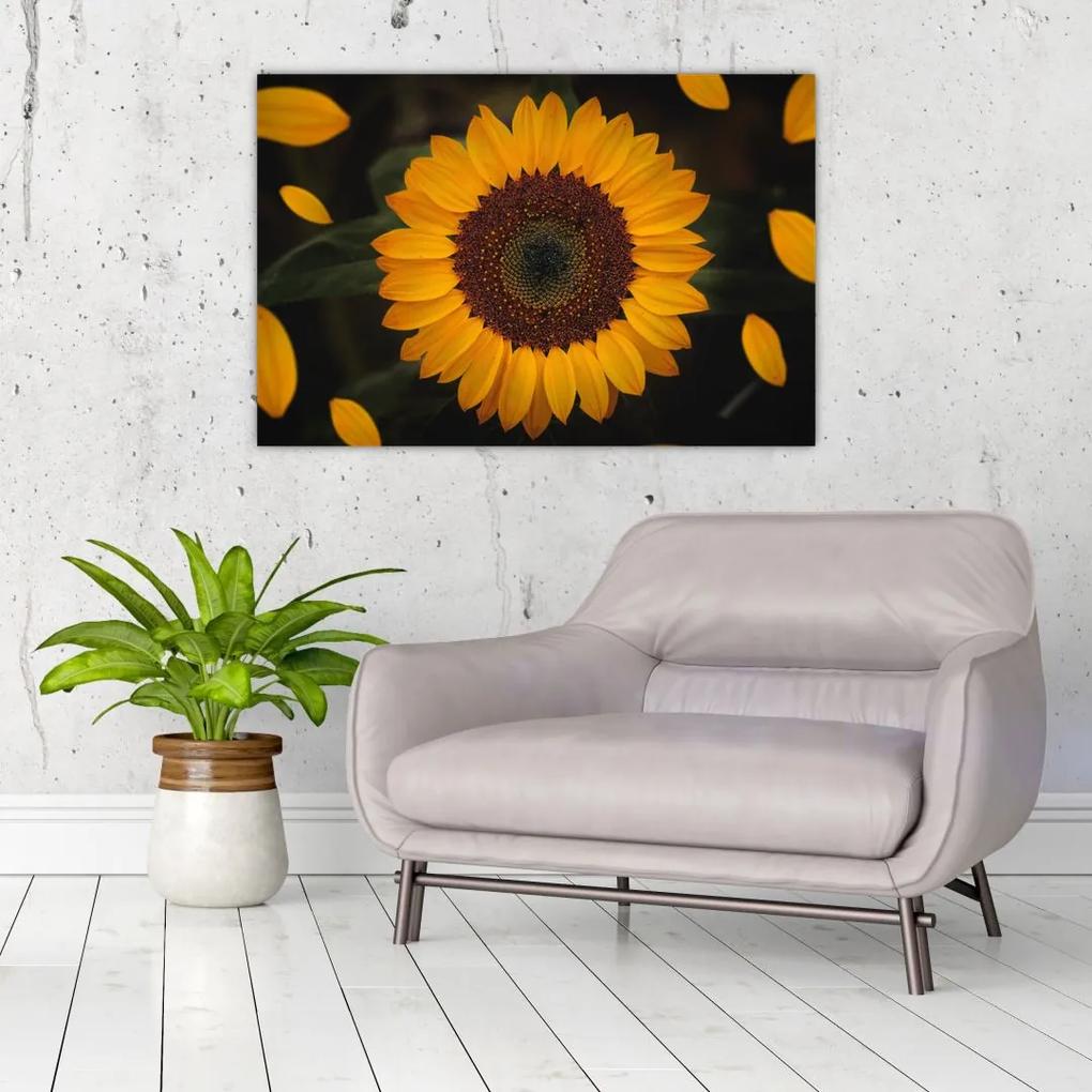 Obraz - Slnečnice a lístky kvetov (90x60 cm)