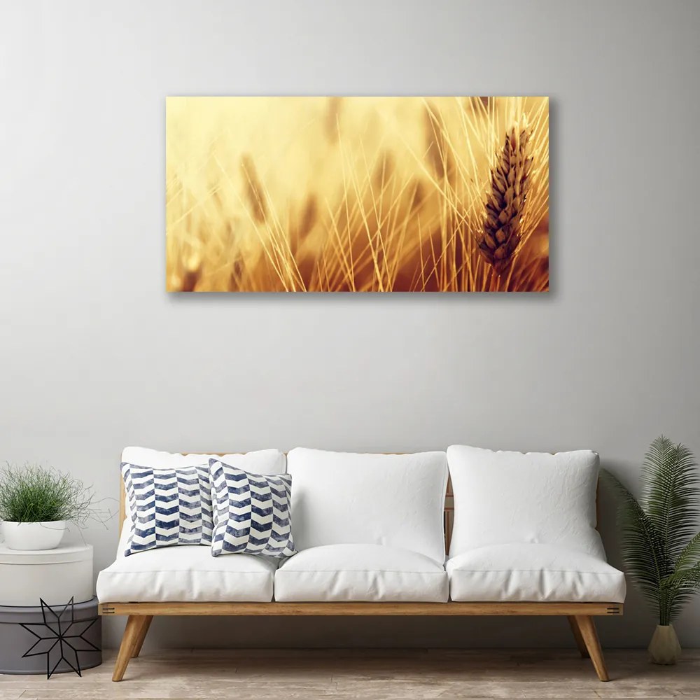 Obraz Canvas Pšenica rastlina príroda 125x50 cm