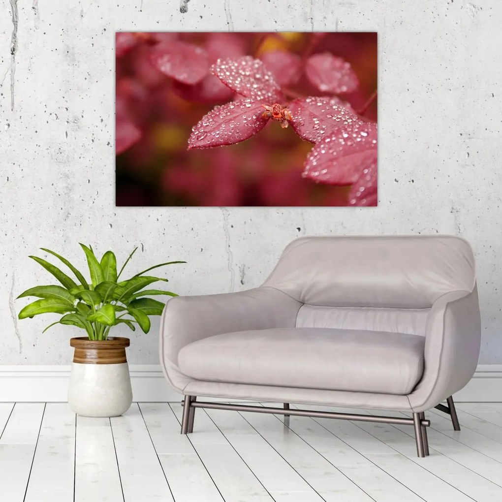 Obraz - Makro snímka lístka (90x60 cm)