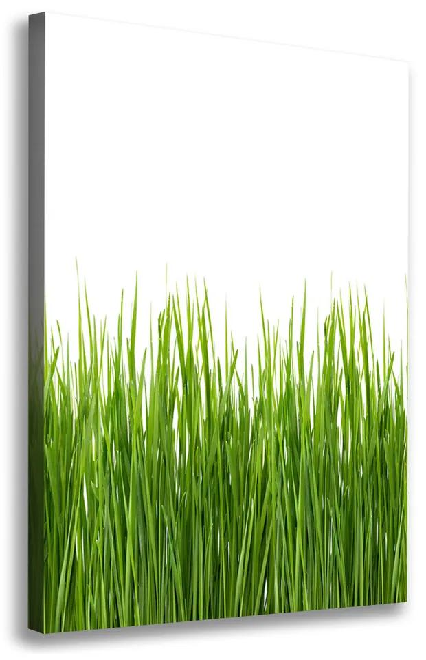 Foto obraz na plátne Zelená tráva pl-oc-70x100-f-66714934