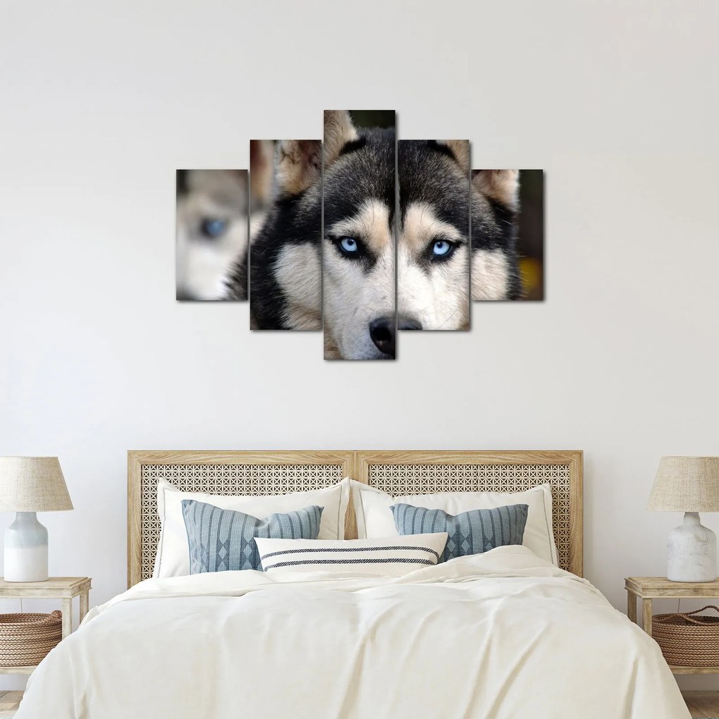 Obraz psa husky (150x105 cm)