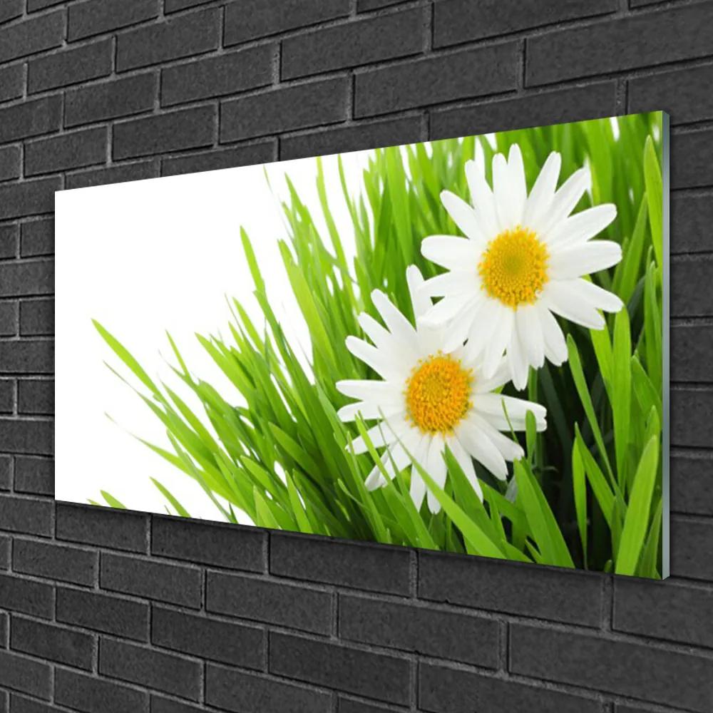 Skleneny obraz Sedmokráska kvet príroda 100x50 cm