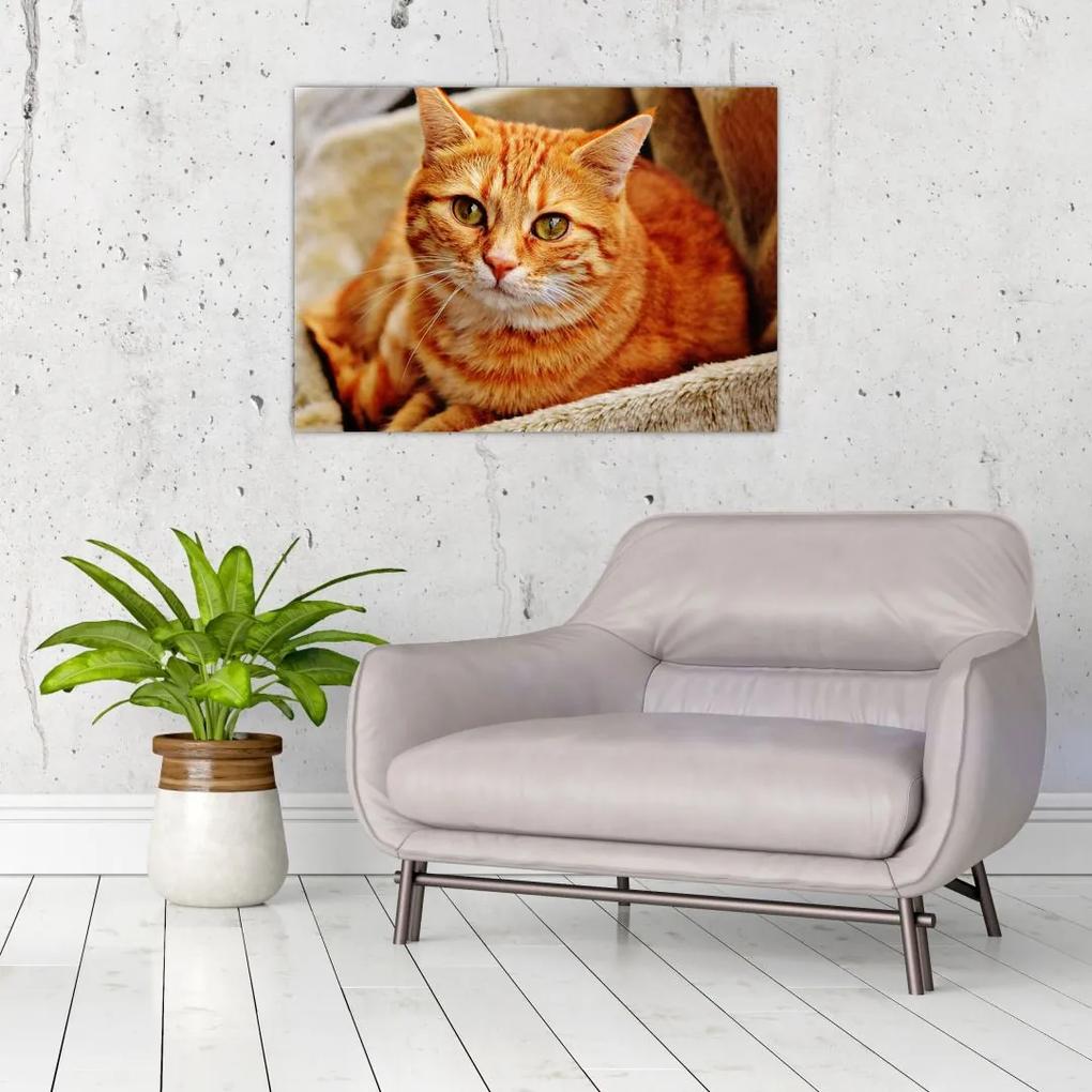 Sklenený obraz ležiace mačky (70x50 cm)