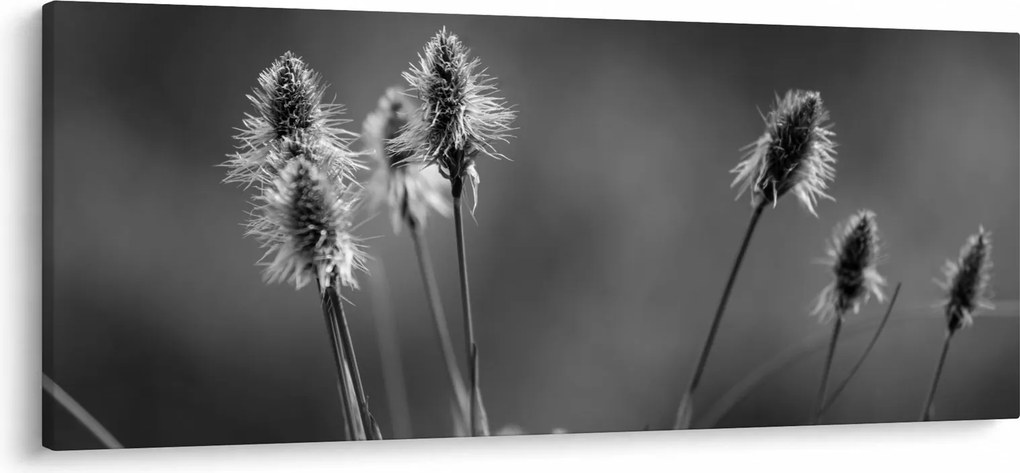 Obraz - Béžová soft grass N⁰2 (120x50 cm)
