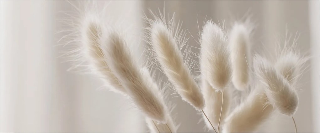 Obraz - Zajačie chvostíky (120x50 cm)