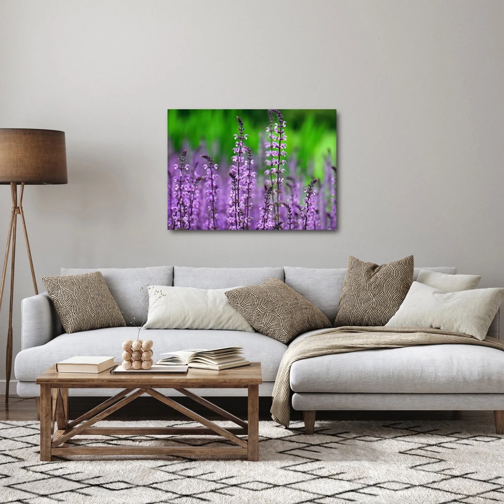Obraz fialových lúčnych kvetov (70x50 cm)