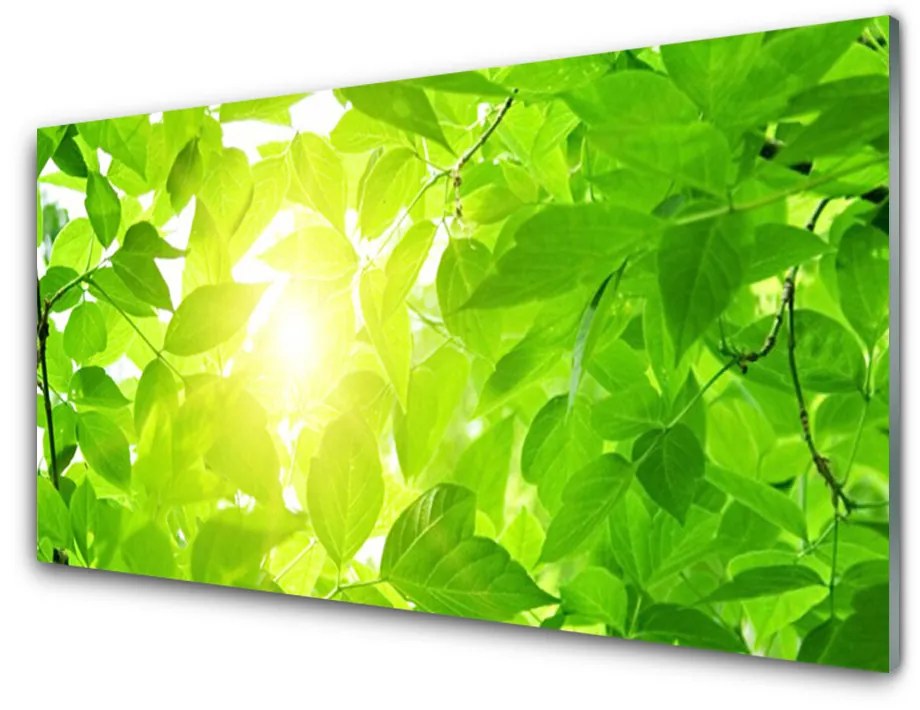 Sklenený obklad Do kuchyne Listy príroda slnko rastlina 140x70cm