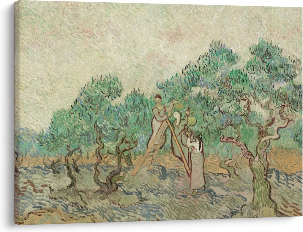 Obraz - Vincent van Gogh, The Olive Orchard, reprodukcia (70x50 cm)