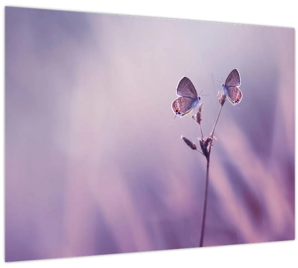Obraz - Fialové motýliky (70x50 cm)