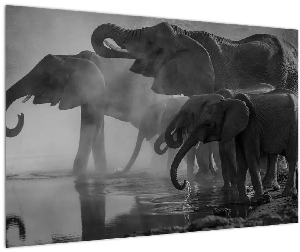 Obraz slonov - čiernobiely (90x60 cm)