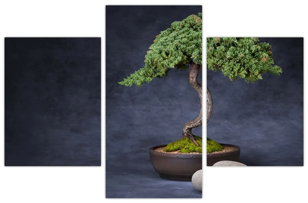 Obraz - Bonsai (90x60 cm)