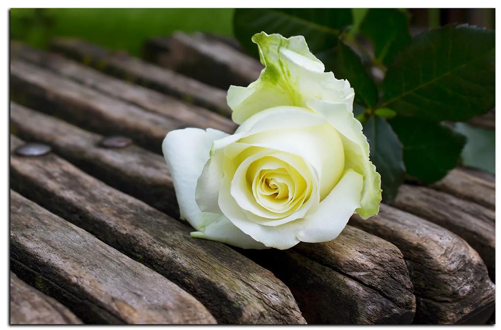 Obraz na plátne - Biela ruža na lavici 1224A (75x50 cm)