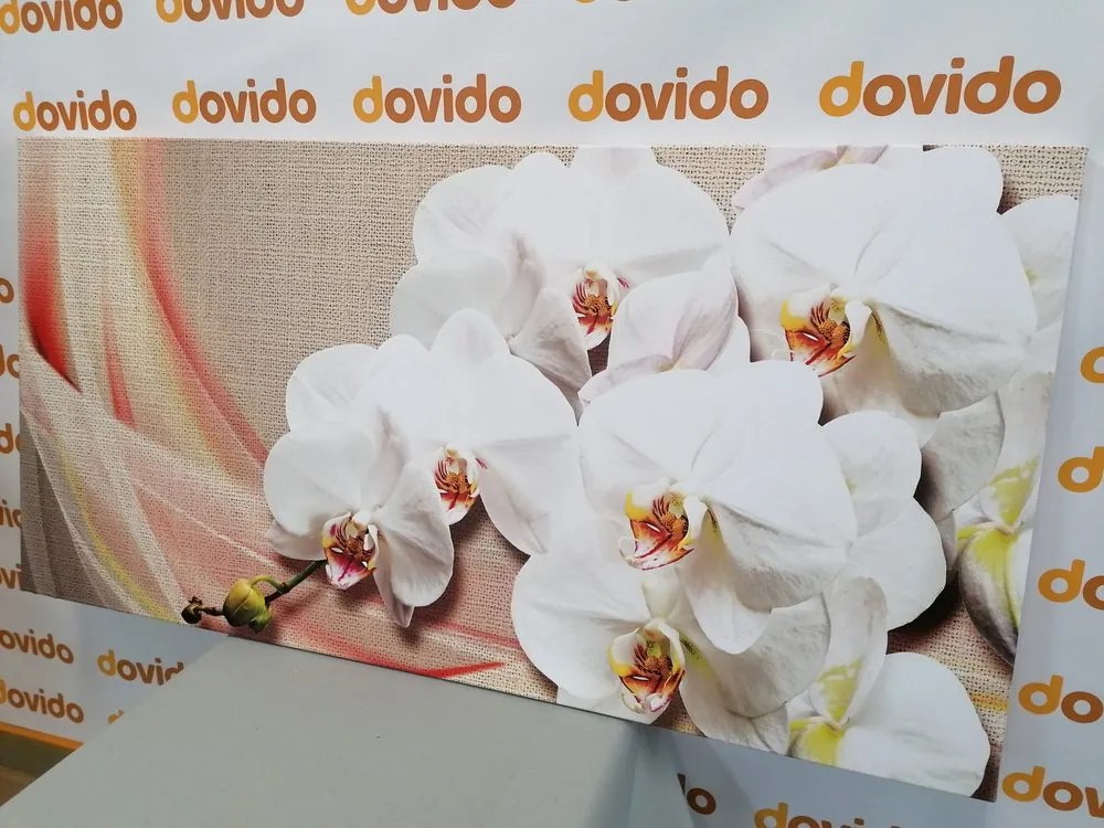 Obraz biela orchidea na plátne