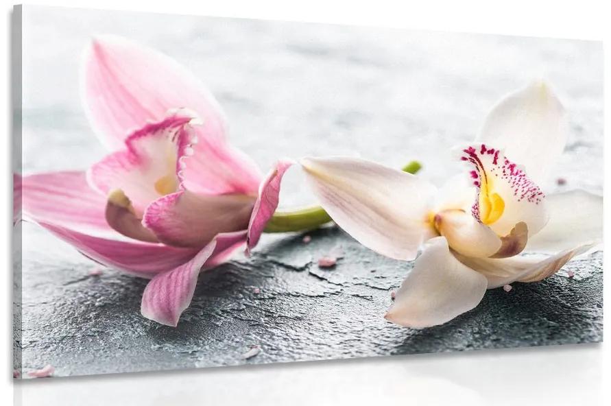 Obraz dva farebné kvety orchidey Varianta: 60x40