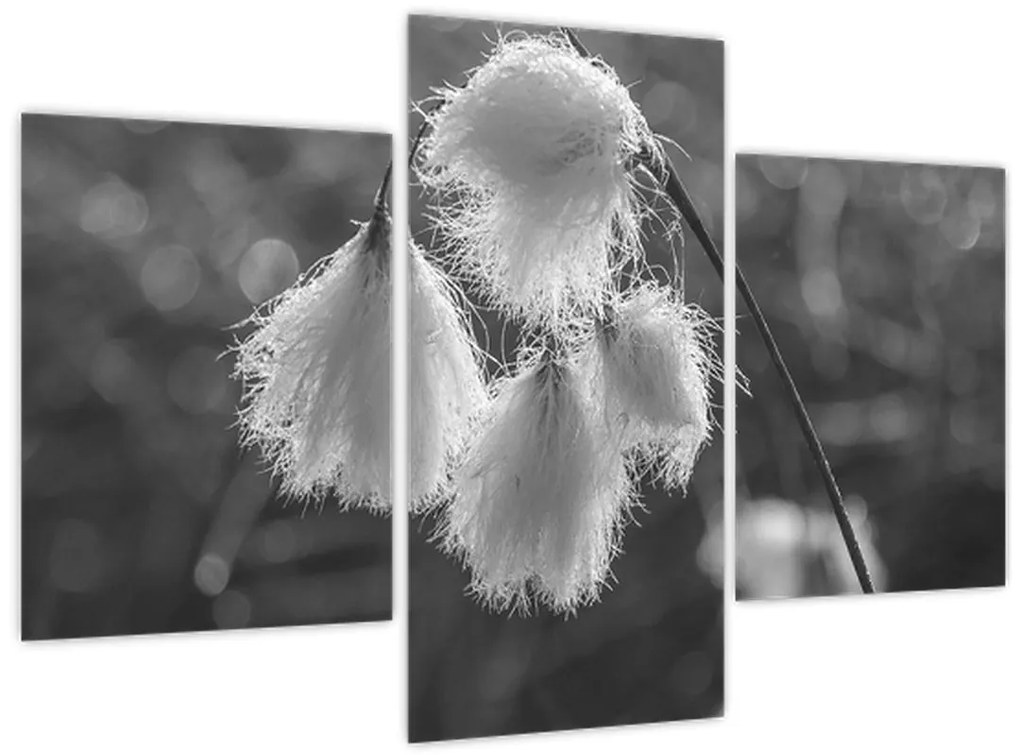 Obraz - Cottongrass (90x60 cm)