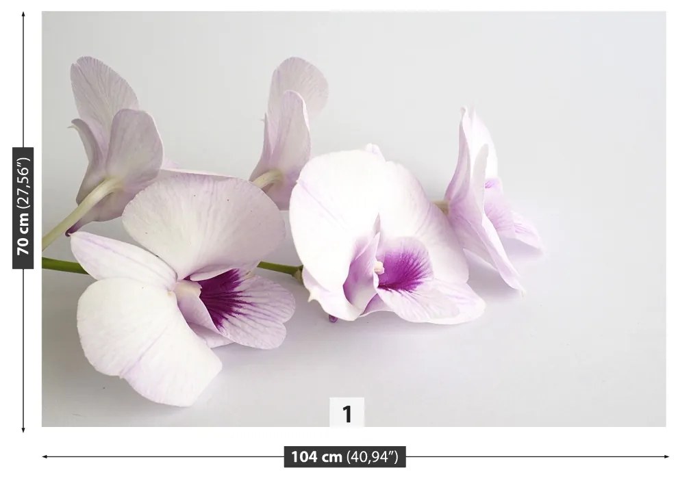Fototapeta Vliesová Biele orchidey 208x146 cm