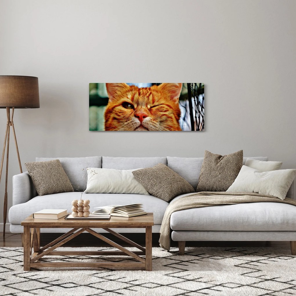 Obraz žmurkajúce mačky (120x50 cm)