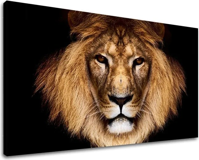 Obraz na stenu ZVIERATÁ