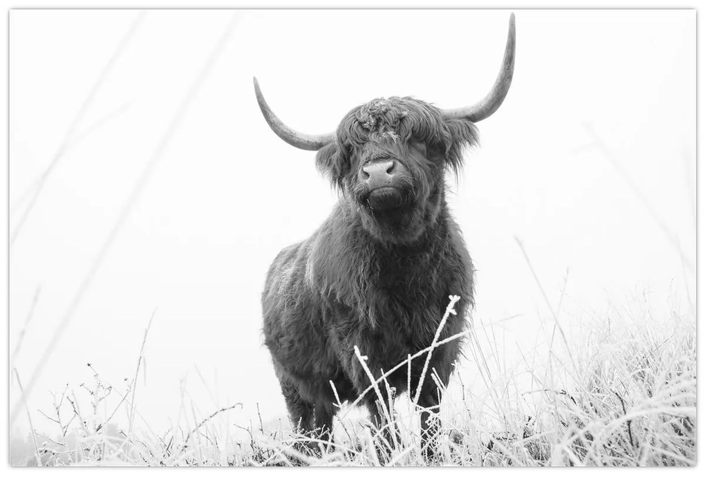Obraz - Škótska krava 4, čiernobiela (90x60 cm)