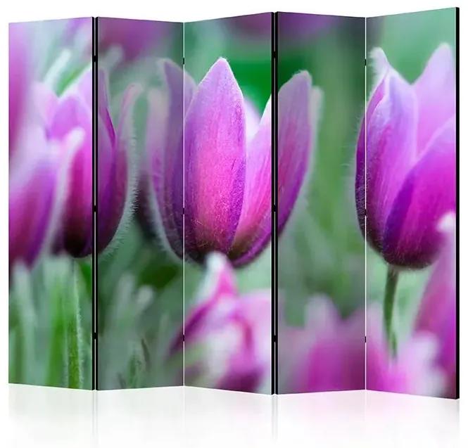 Paraván - Purple spring tulips II [Room Dividers] Veľkosť: 225x172, Verzia: Akustický