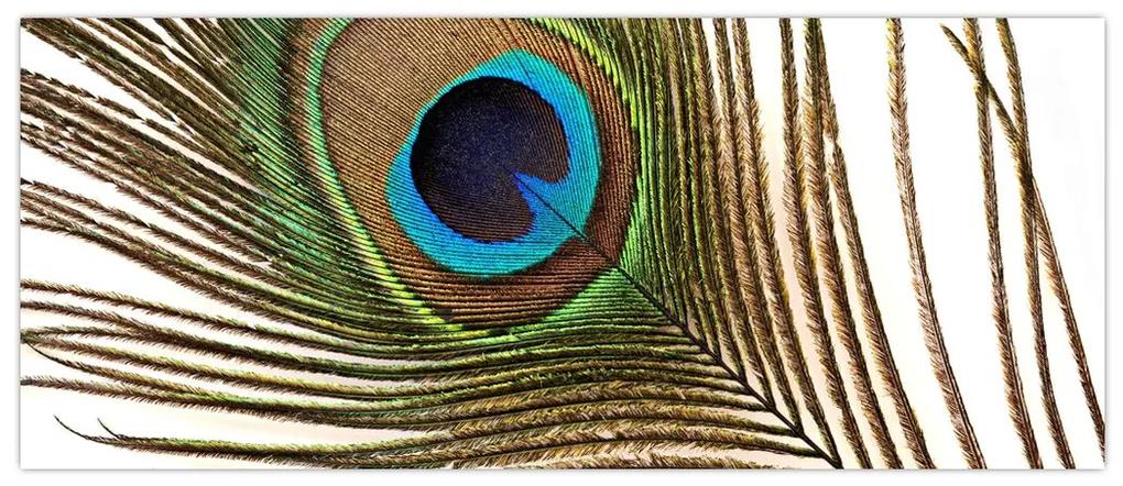 Obraz pávieho peria (120x50 cm)