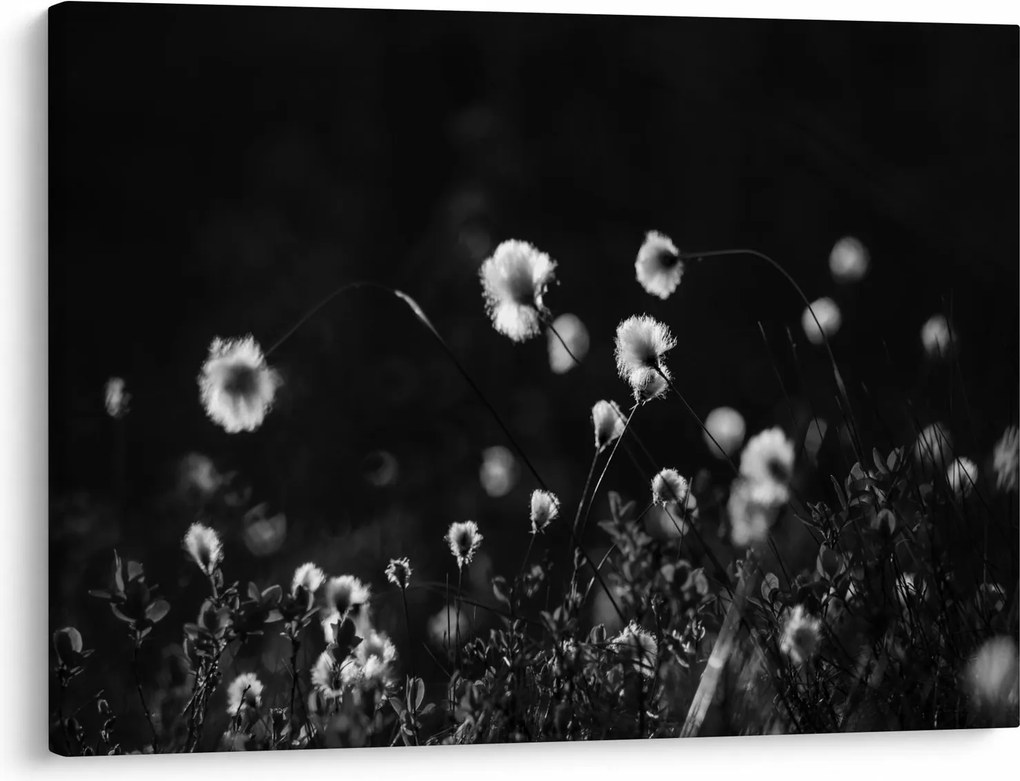 Obraz - Lúka s cottongrass N⁰1 (70x50 cm)